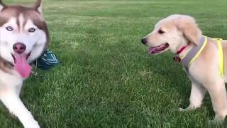 Lustige Tiere - Lustige Videos Funny animals Funny movies (6)