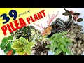 39 PILEA PLANT VARIETIES / HERB STORIES