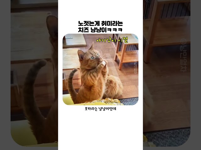 냥냥이의 취미생활ㅋㅋㅋㅋ #냥냥이 #고양이