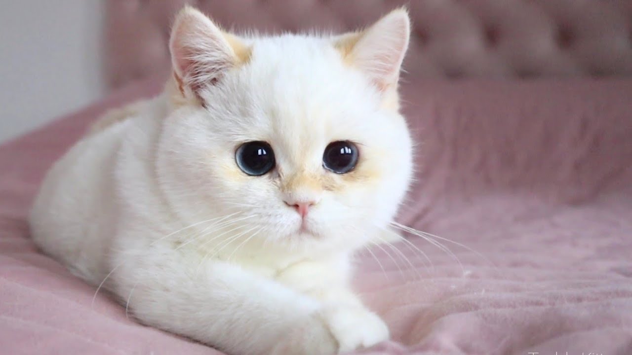 Бьянка Познакомилась с Сникерсом! Смешные котята