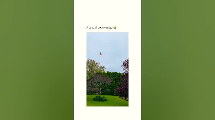 #seagull #funny #funnyvideo #funnymoments #pizza #memes #meme #comedy #comedyvideo #shorts