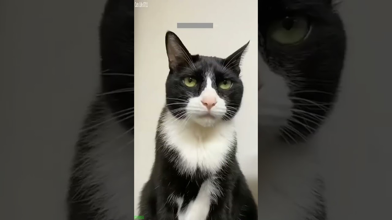 Funniest Cat 😅 kitten meowing crying 🐱 # Episode 9346