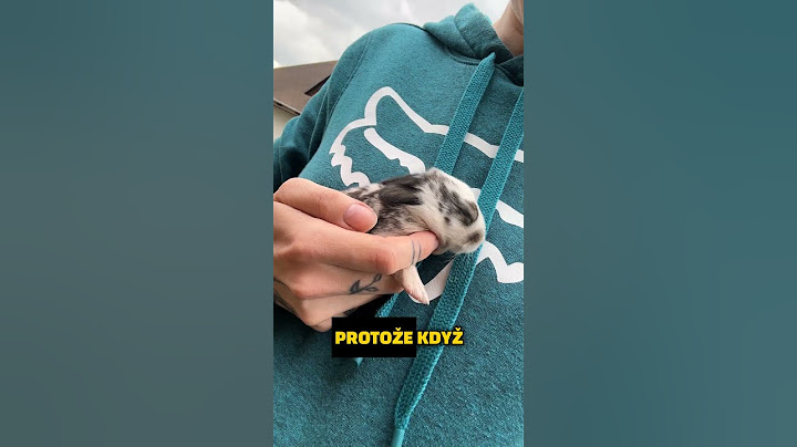 NEJROZTOMILEJŠÍ KRÁLÍCI🐇 #fyp#králík#zajíc#chov#chovatel#zajicovci#cz#czech#sokolik