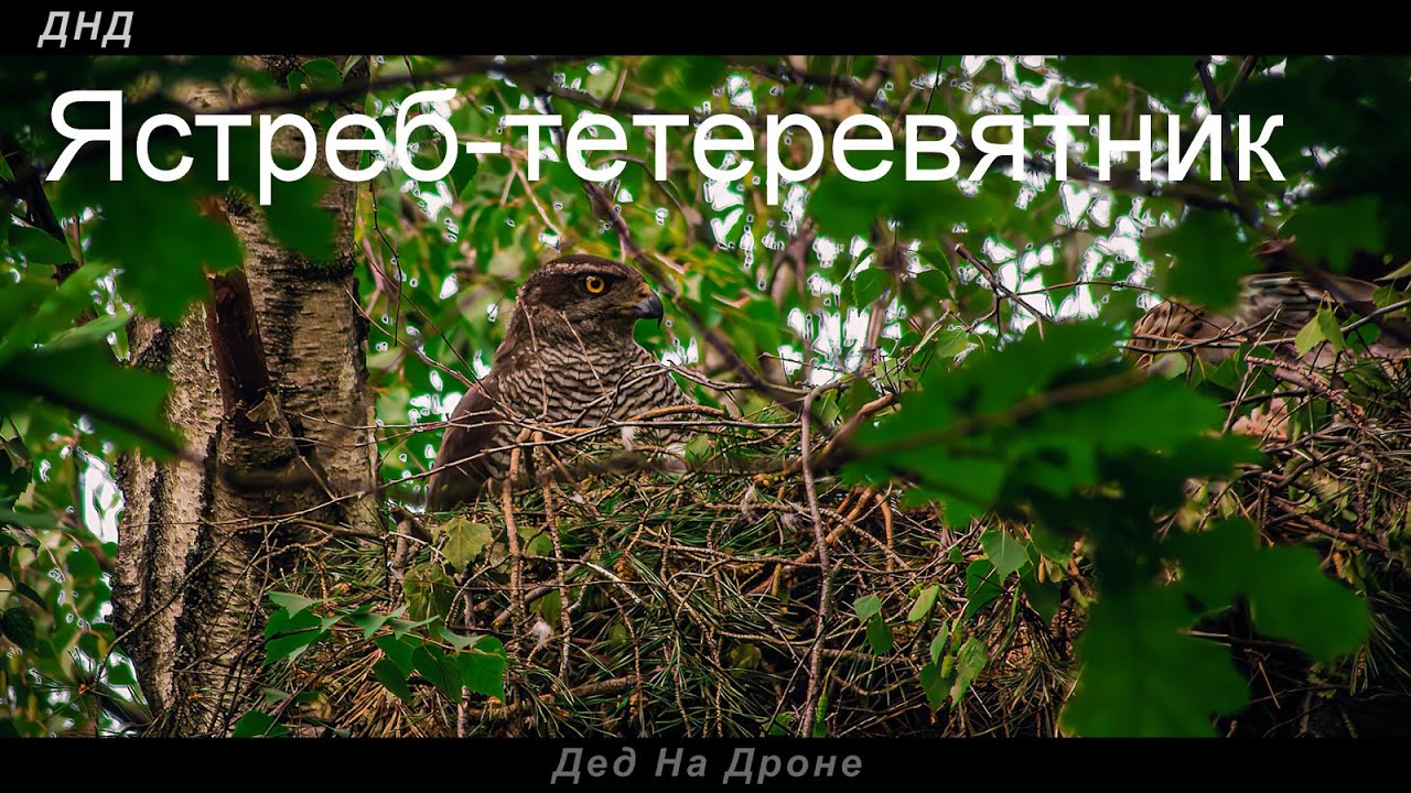 Ястреб-тетеревятник с птенцами. Ч-2 Тест Panasonic Lumix DC-FZ82. 4К. Москва Кусково. 3 июня 2023 г.