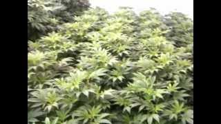 At work, Veg Room #2 part 1