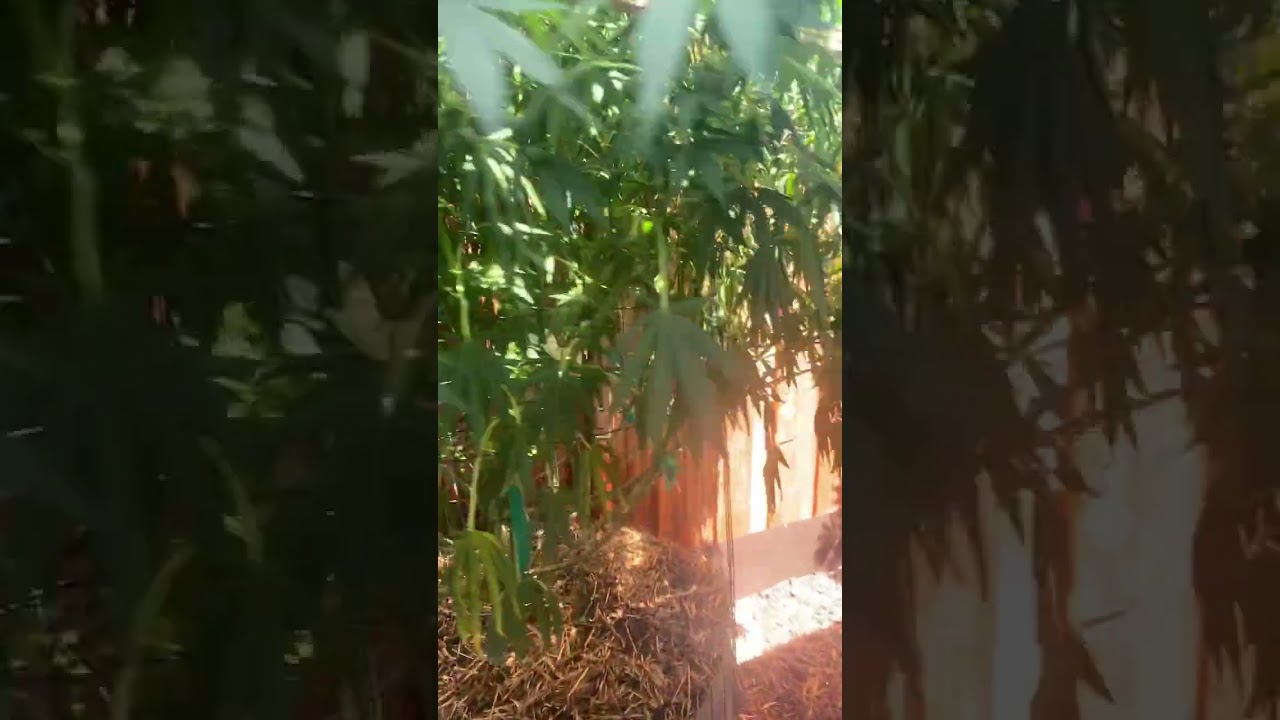 Heating up purple crack needed water 😱