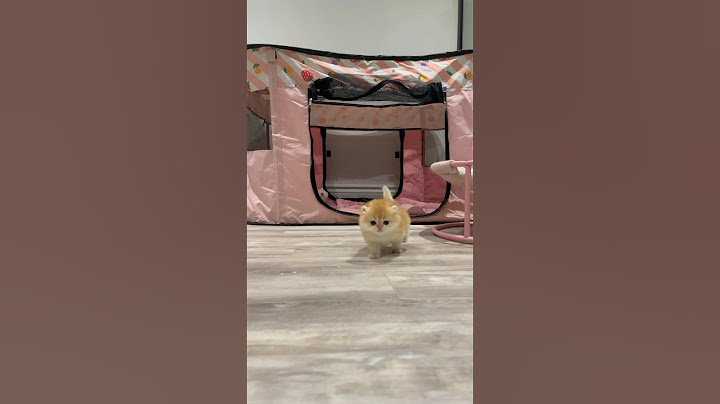 Watch the video about Kitten with cutest waddle walk.🐧 #babykitten