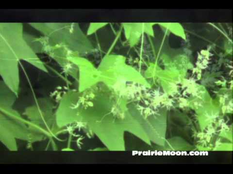 Video: Vernonia Ironweed Nega na vrtovih: informacije o gojenju rastline železovec