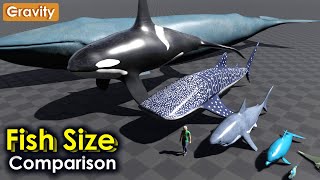 Fish Size Comparision by Gravity 83,505 views 1 month ago 3 minutes, 49 seconds