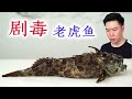 试吃剧毒老虎鱼，虽然奇丑无比，肚子里却藏着一堆好东西【小文哥吃吃吃】