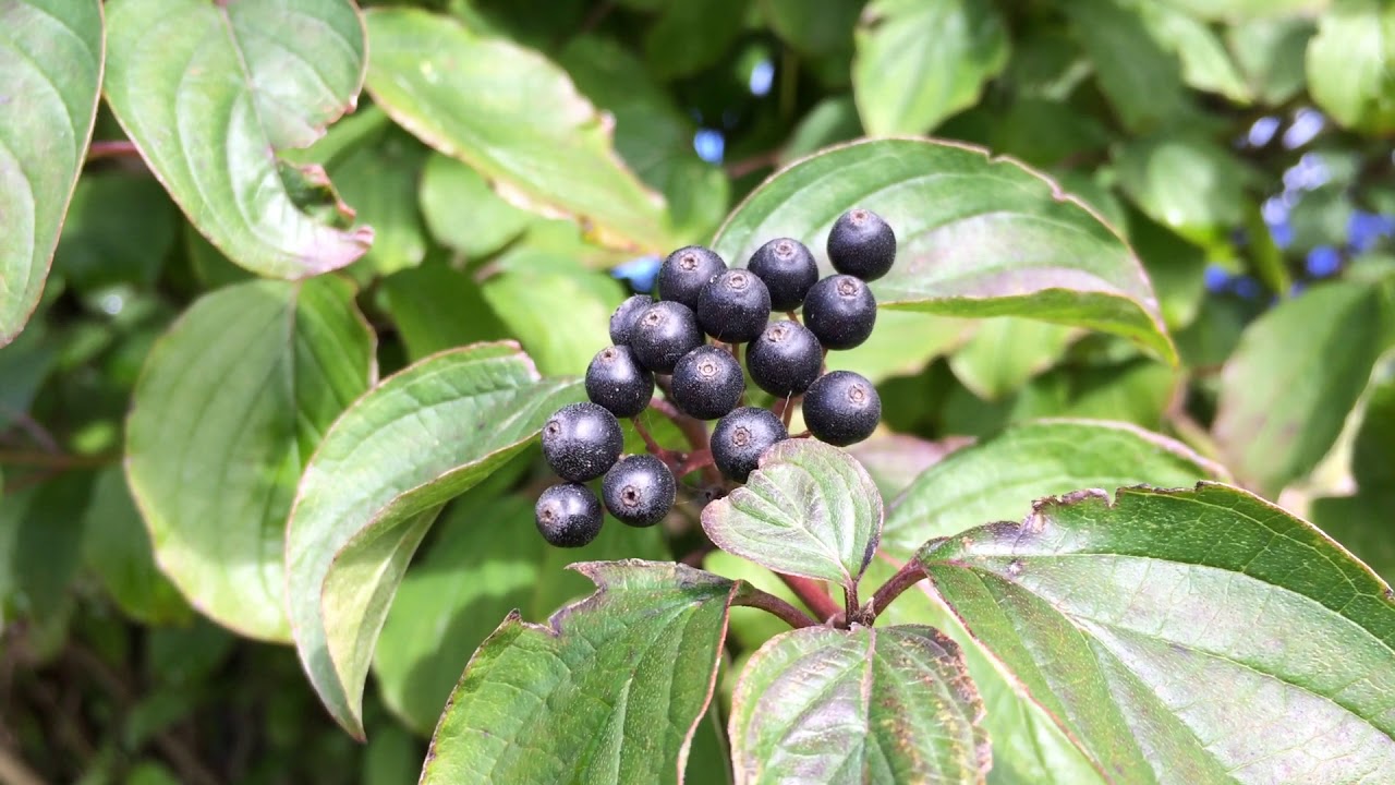 Educational videos on nature (Dogwood - leaves and fruit) - August 2017