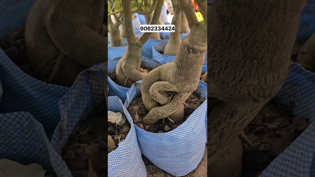 750+ colour Grafted Adenium Plants | Online Sale | Adenium Combo | Low Price Desert Rose