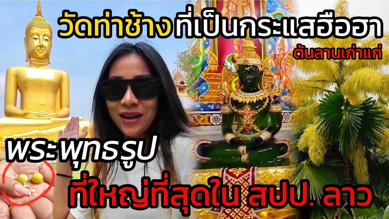 เป็นกระแสในลาวตอนนี้ ชั่วชีวิตจะมีแค่ครั้งเดียว!! ดอกลาน ที่วัดท่าช้าง องค์พระที่ใหญ่ที่สุดใน ลาว