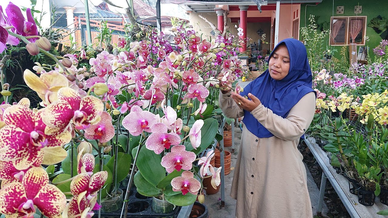 Full glowing Anggrek Bulan, Cattleya, Dendrobium full berbunga manis premium, promo, murah dadi siji
