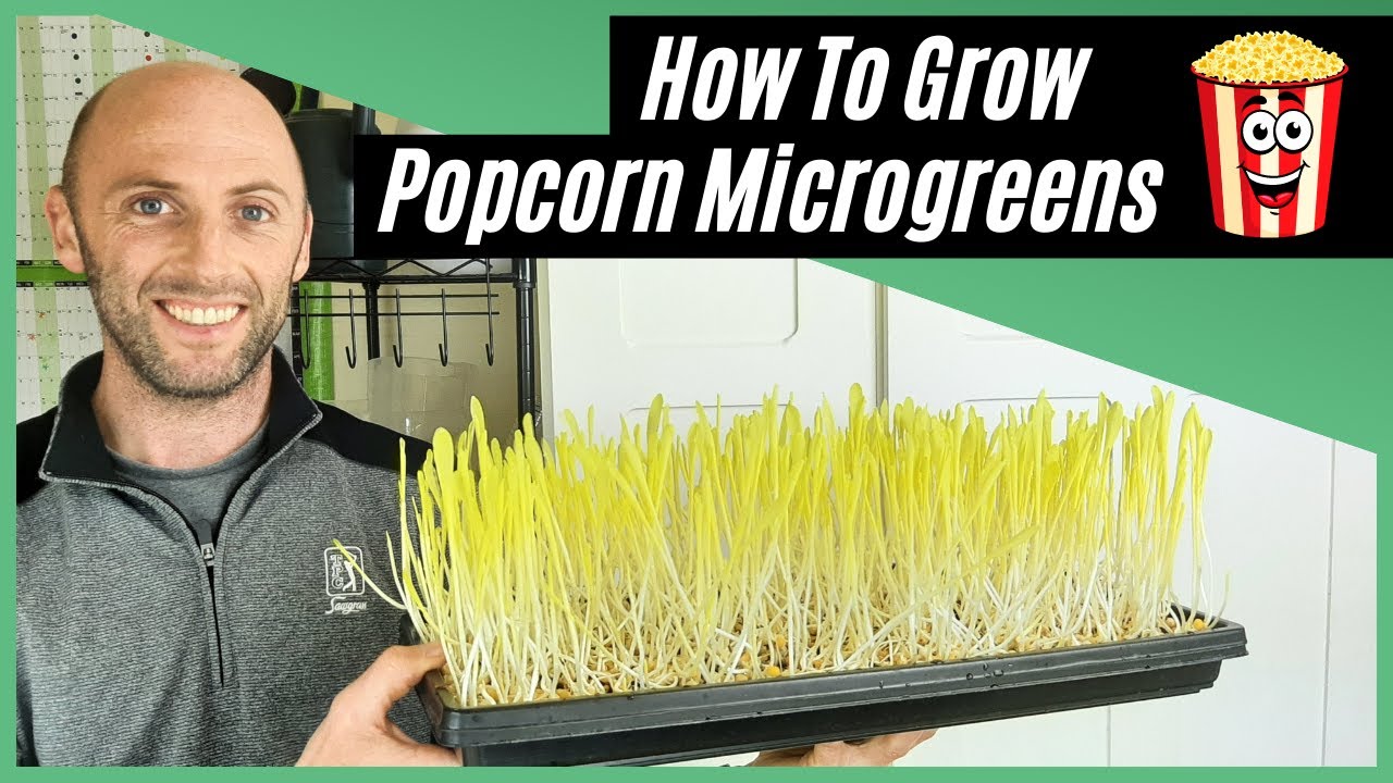 How to Grow Popcorn Microgreens [Without a Dome] YouTube