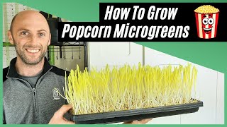 How to Grow Popcorn Microgreens [Without a Dome]