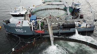 Amazing Salmon Farm - Automatic Salmon Farming And Processing on the Boat with Optimar Optilicer