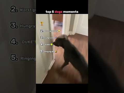 top 5 dog moments #memes #funnymemes #funny #funnypictures #funnyshorts #memefunny #funnyvideo