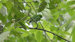 Green Broadbill Female