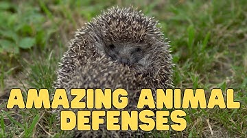 Verbazingwekkende verdedigingsmechanismen van dieren | Leer hoe dieren zichzelf verdedigen tegen ...