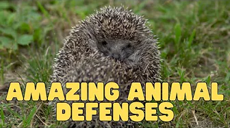 Amazing Animal Defenses | Learn about ways animals defend themselves from predators