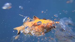 Stigmes Sto Mple. Rofos Dusky Grouper