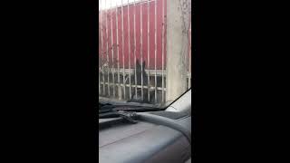 Pitbull Della Watching That Silly German Shepherd.