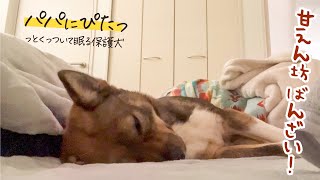 パパが寝てたらぴったりと寄り添って眠ってくれるようになった！