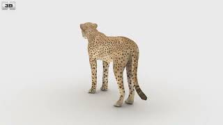 Cheetah  3D model by 3DModels.org