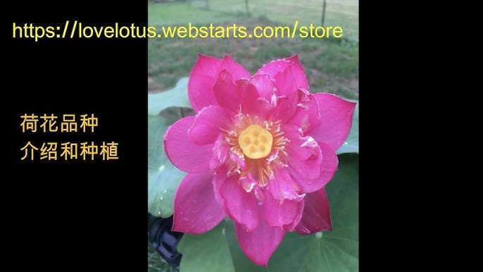 种植寒带睡莲planting Hardy Waterlily Youtube 种植寒带睡莲planting Hardy Waterlily Youtube
