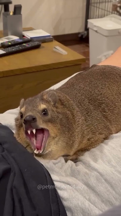 Download lagu AWAWA WA#funnyvideos #funnyanimals #hyrax #wildlife #fyp #awawaw