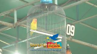 CUPLIKAN AKSI LOVE BIRD RORO DI PIALA RAJA 2017