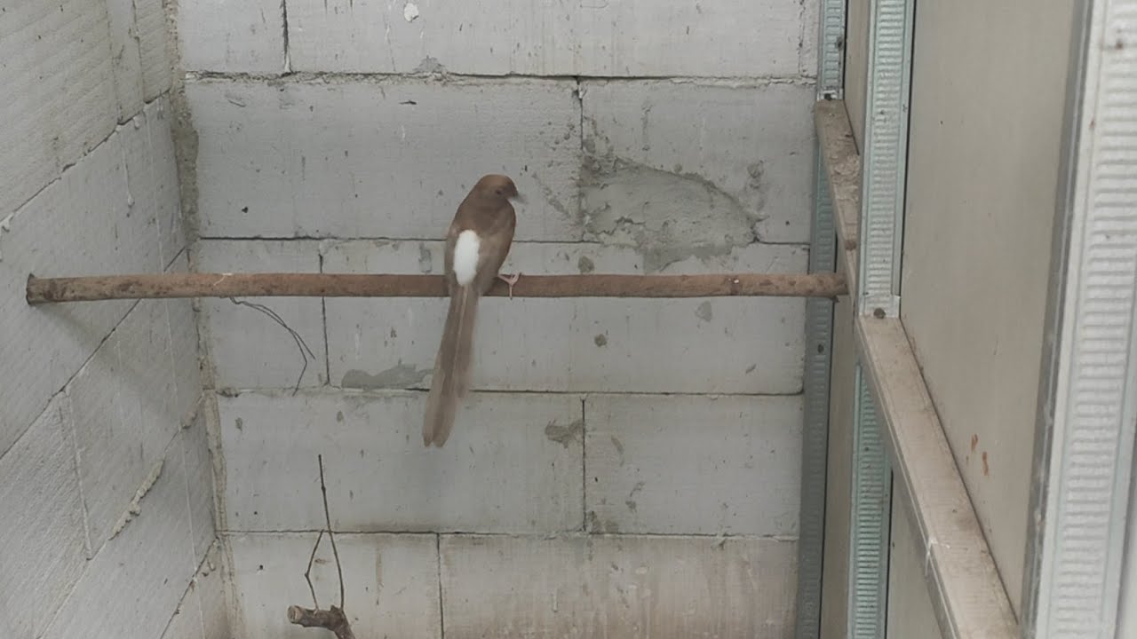 🔴PANEN ANAK MURAI GOLDEN SHAMA MBRK‼️YUH KITA BELAJAR