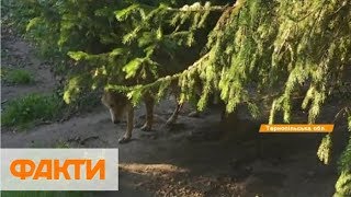 Волк напал на людей. Волк за два часа покусал 18 собак. Дикий волк Волк напал на людей. Волк за два часа покусал 18 собак. Дикий волк