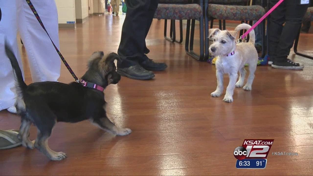 ACS helps seniors find perfect pet