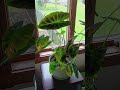 how to care for alocasia frydek growth guide #plants #gardening #plant #houseplants #tutorial