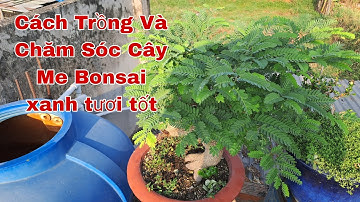 Cách Trồng Và Chăm Sóc Cây Me Bonsai Xanh Tươi Tốt Cho Người Mới Tập Chơi..