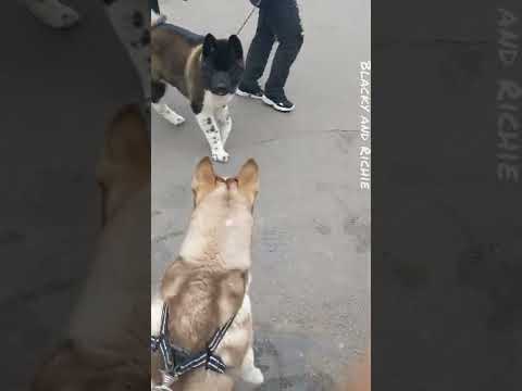 Siberian Husky Vs