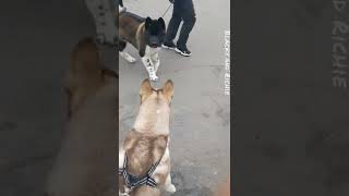 Siberian Husky Vs American Akita Dog  // SURPRISE