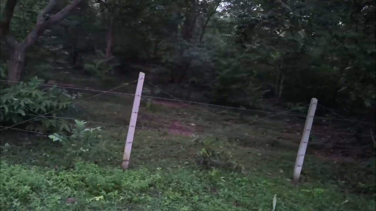 SUN 🌞🌞 RISING IN BALOD FOREST 