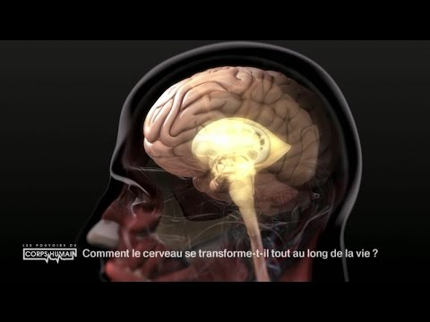Vidéo: La Vie Du Cerveau