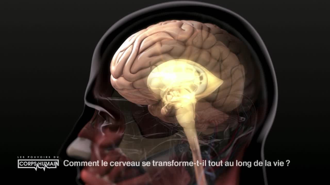 La transformation du cerveau au fil de la vie