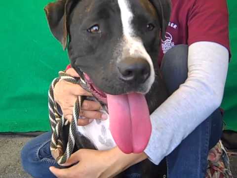 A4730540 Socks Pit Bull Pointer Mix Youtube