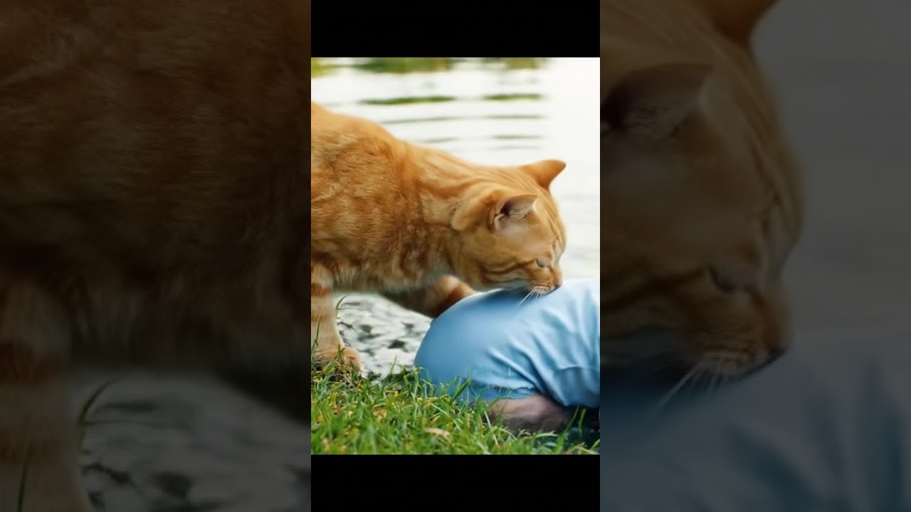 The orange cat rescue baby in water! 🙀🙀 