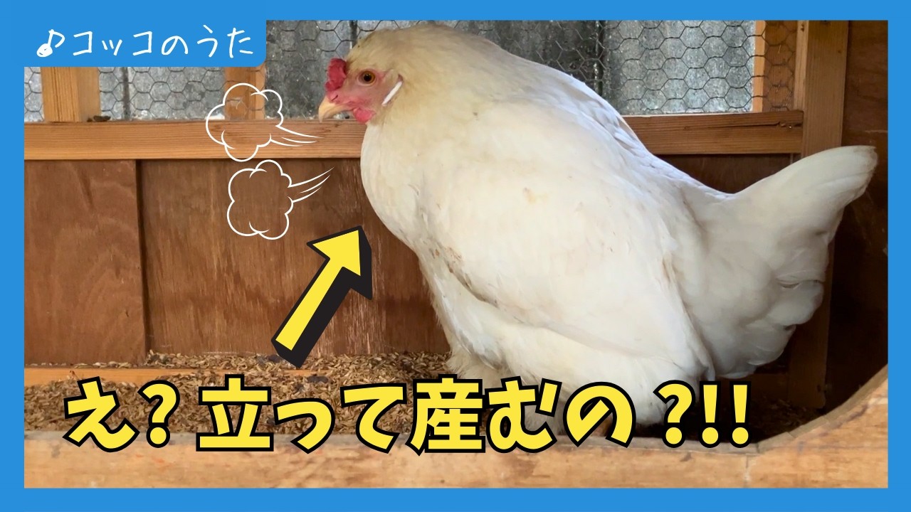 【MV】わたしの流儀は 立ったまま｜🐔仁王立ちで卵を産むニワトリがコチラです【Suno AI】