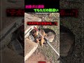 子犬はとてもかわいい