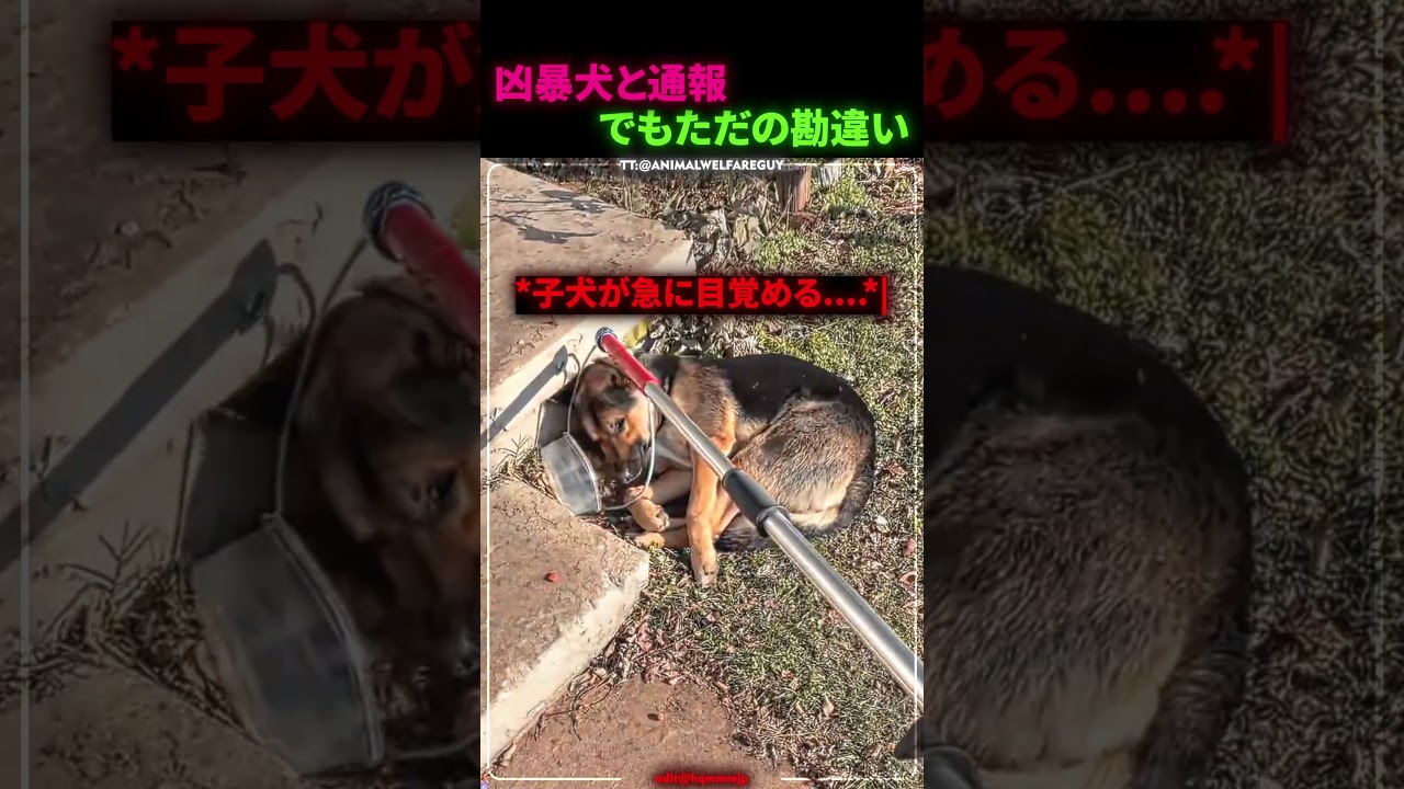子犬はとてもかわいい