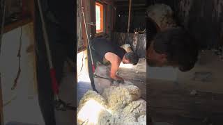 Nice and easy down the last said #shearing #sheep #sheepfarming #farmlife #sheeplove #sheepday #she