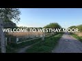 Somerset levels wildlife nature reserves. Featuring Westhay Bitterns booming and Cuckoos calling.