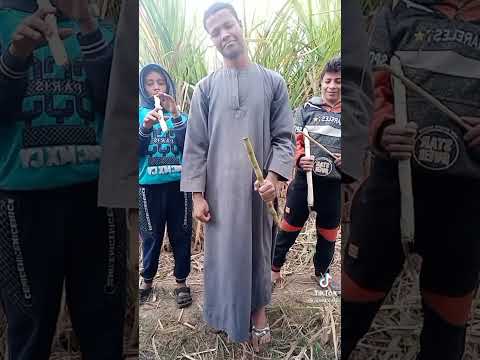 انا بحب البيض لكن السمر شغلوني محمد طه